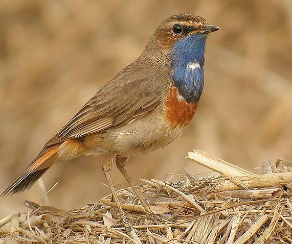 Blaukehlchen