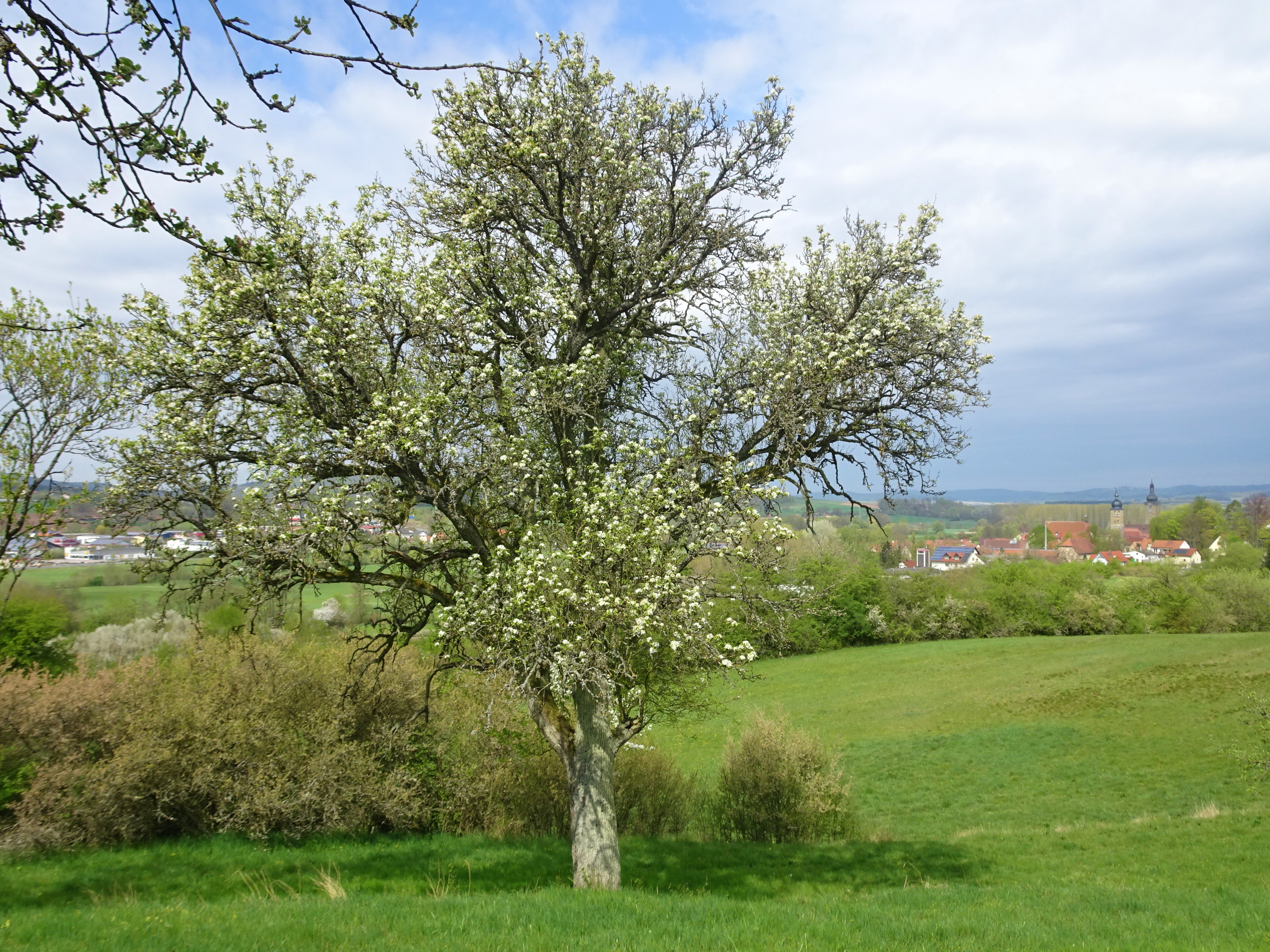 Birnbaum bei Ebern 