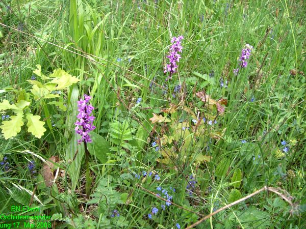 Orchideenwanderung20080517 (18)