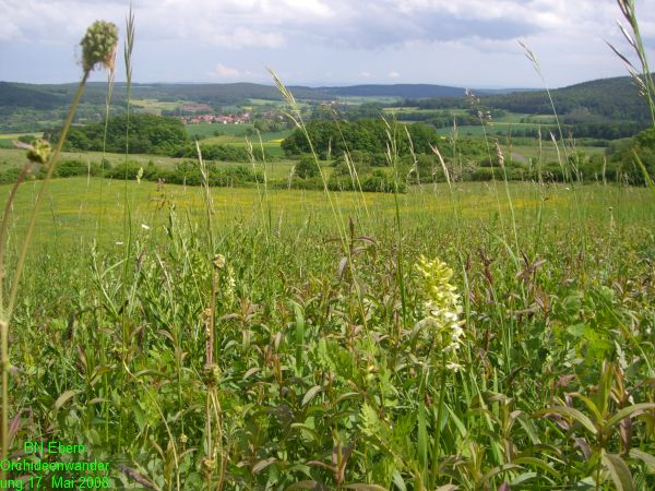 Orchideenwanderung20080517 (9)