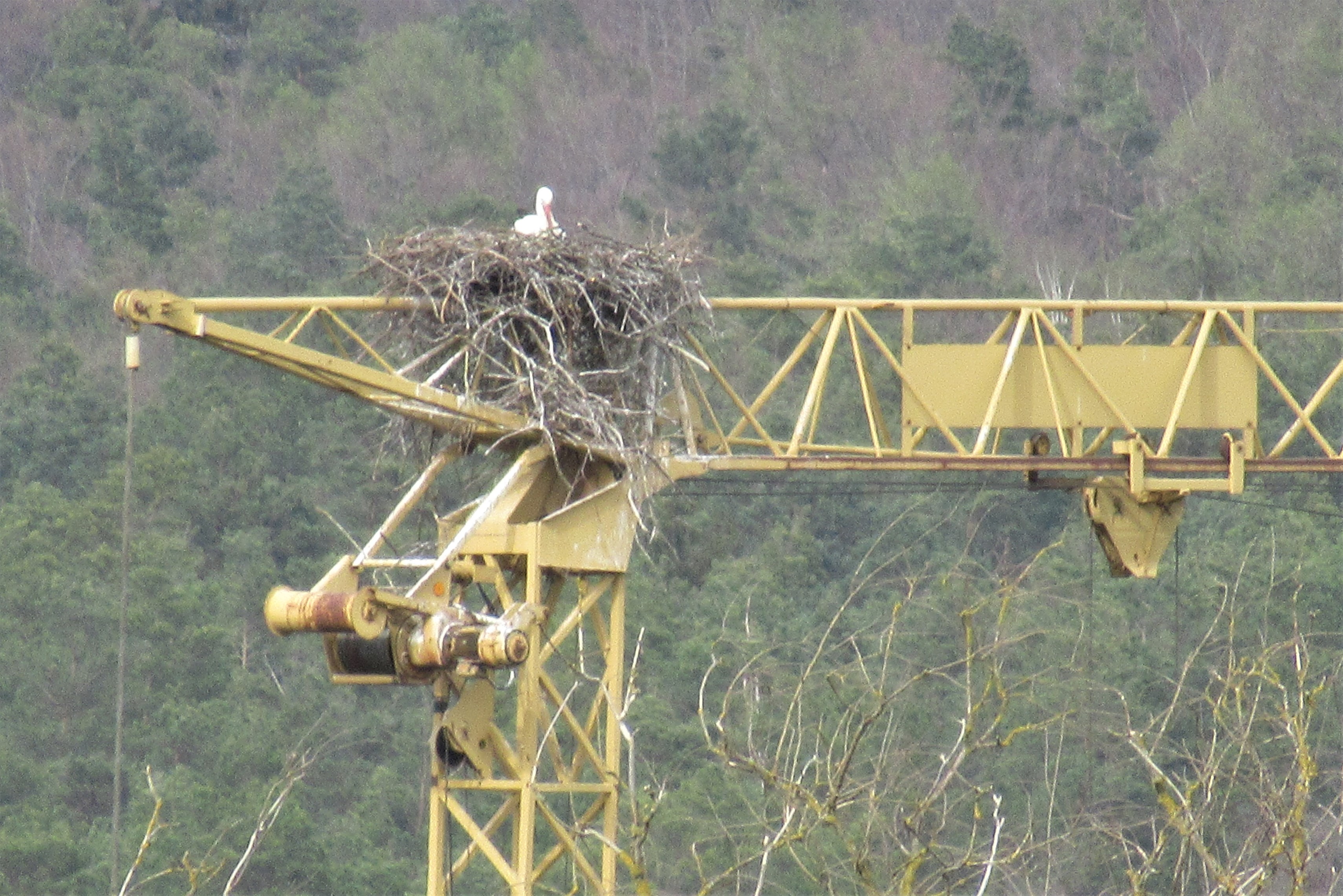 2022 04 14 Störche Leucherhof 