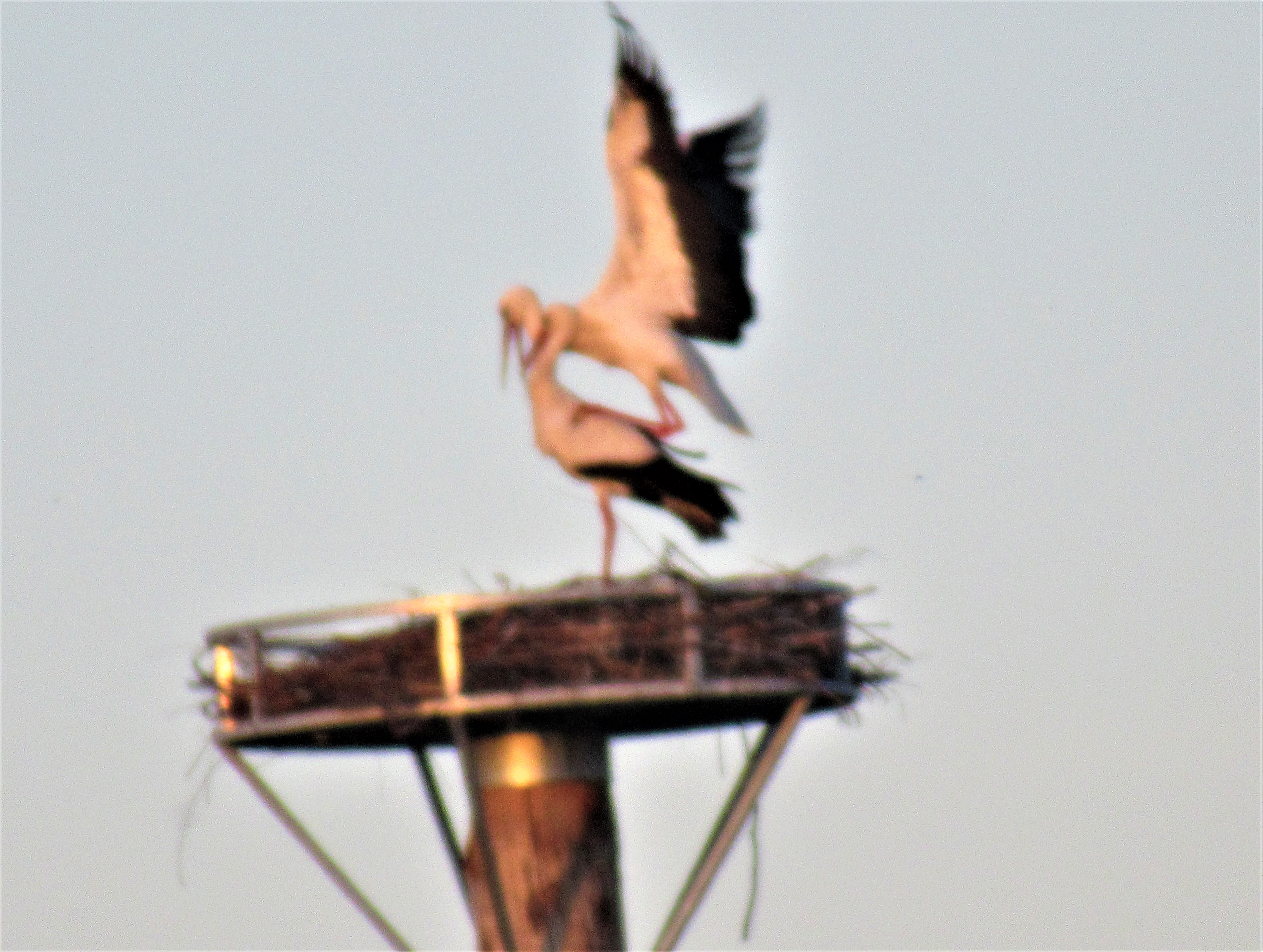 2022 04 18 Ostermontag Störche Treinfelder Mühle Paarung