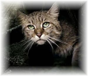 Wildkatze03 Wildkatze03