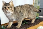 Wildkatze_150x Wildkatze_150x