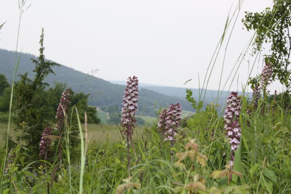 2013 06 09 Rosenwanderung Orchideen