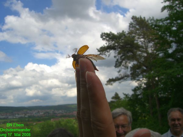 Orchideenwanderung20080517 (15)