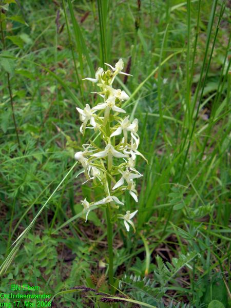 Orchideenwanderung20080517 (4)