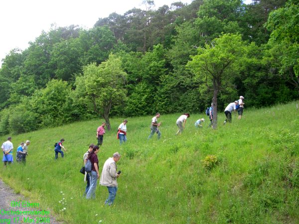 Orchideenwanderung20080517 (6)