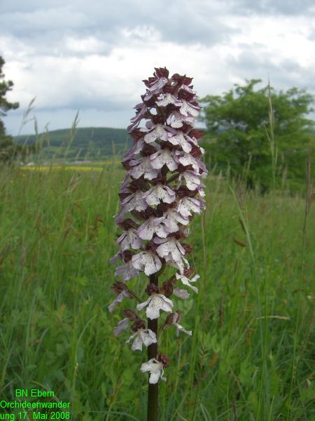 Orchideenwanderung20080517 (7)