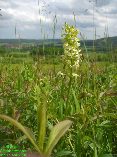 Orchideenwanderung20080517 (8)