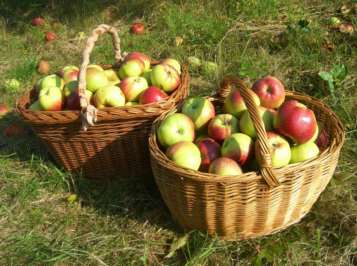 Apfel Ernte Körbe