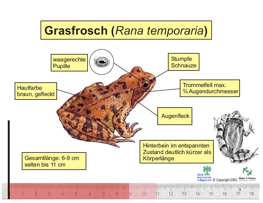 Grasfrosch01a